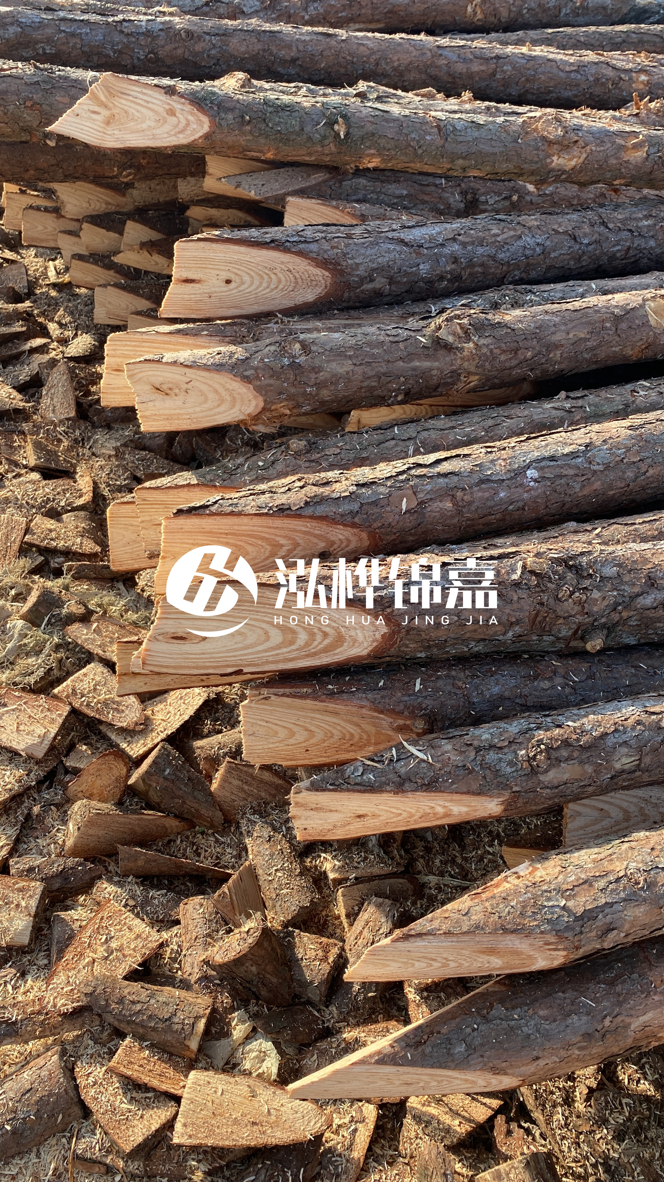 松木樁怎么分辨好壞？學(xué)會(huì)這幾招，輕松分辨松木樁好壞不踩雷！